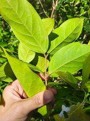 Heteropterys laurifolia