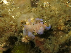 Phyllodesmium