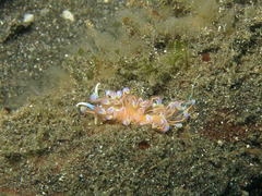 Phyllodesmium opalescens