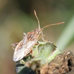 Stictopleurus abutilon