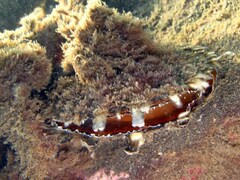 Pinctada margaritifera