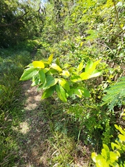 Heteropterys laurifolia