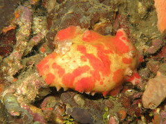 Platydoris cinereobranchiata