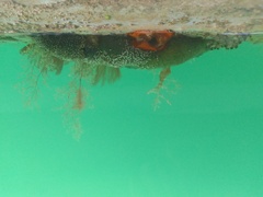 Distaplia bermudensis