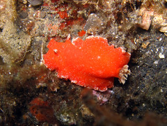 Platydoris sanguinea