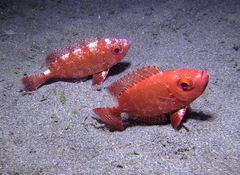 Priacanthus macracanthus