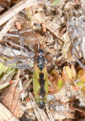 Teratocoris antennatus