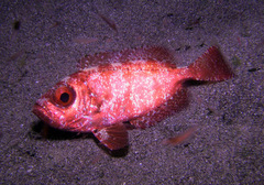 Priacanthus macracanthus