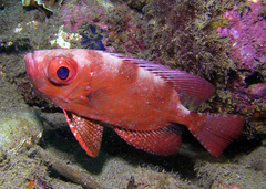 Priacanthus macracanthus