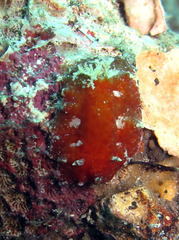 Platydoris sanguinea