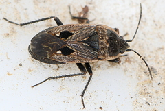 Graptopeltus lynceus