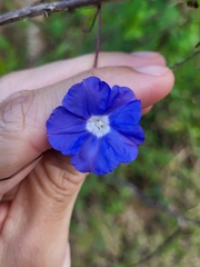 Jacquemontia pentanthos