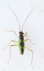Teratocoris antennatus