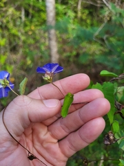 Jacquemontia pentanthos