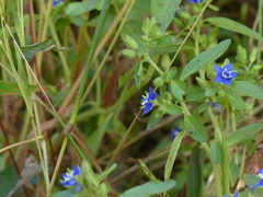 Hydrolea zeylanica