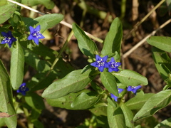 Hydrolea zeylanica
