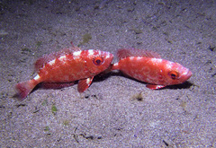 Priacanthus macracanthus