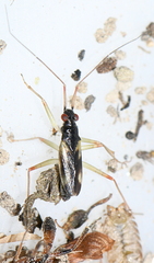 Teratocoris antennatus