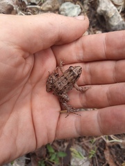 Leptodactylus melanonotus