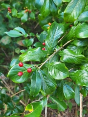 Eumachia microdon