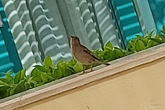 Passer domesticus