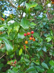 Eumachia microdon