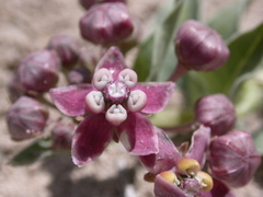 Asclepias eastwoodiana