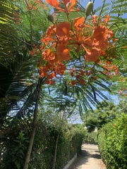 Delonix regia