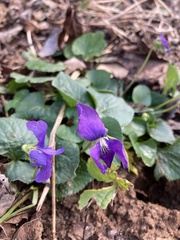 Viola sororia