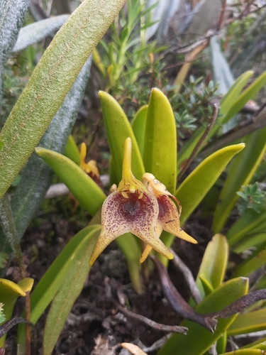 Masdevallia bonplandii