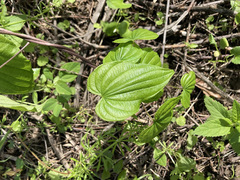 Dioscorea villosa