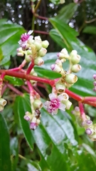 Miconia ciliata