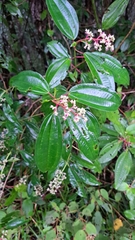 Miconia ciliata