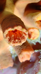 Tubastraea coccinea