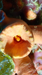 Tubastraea coccinea