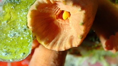 Tubastraea coccinea