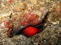 Pleuroploca trapezium