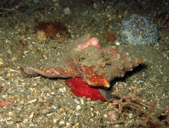 Pleuroploca trapezium