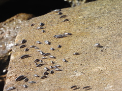 Ligia exotica