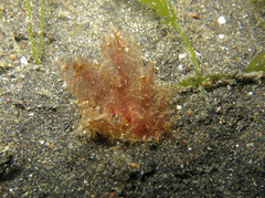 Polybranchia jannae