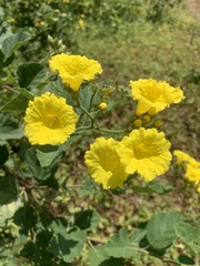 Cordia lutea