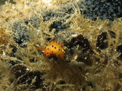 Polycera abei