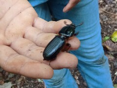 Passalus