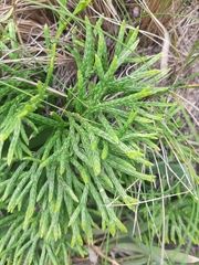 Diphasiastrum thyoides