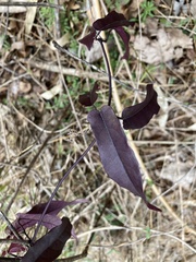 Bignonia capreolata