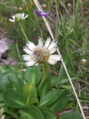 Eryngium humile
