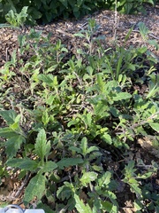 Verbena lasiostachys