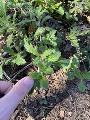 Verbena lasiostachys