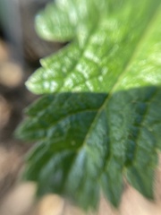 Verbena lasiostachys