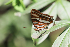 Adelpha syma